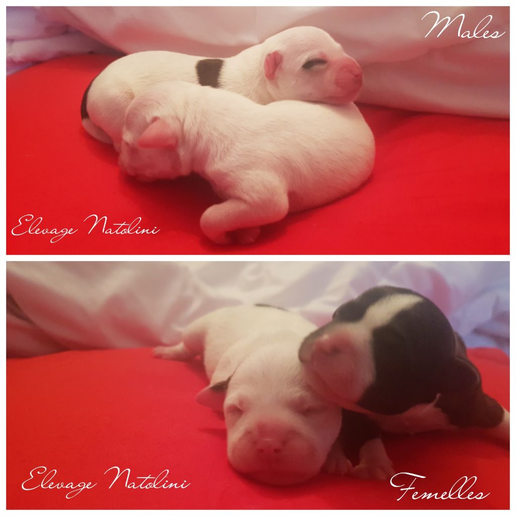 Natolini - Staffordshire Bull Terrier - Portée née le 03/09/2019